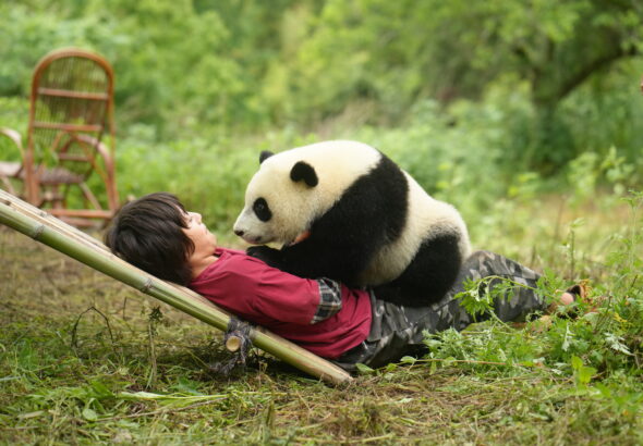 PANDA