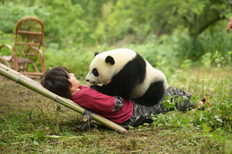 PANDA