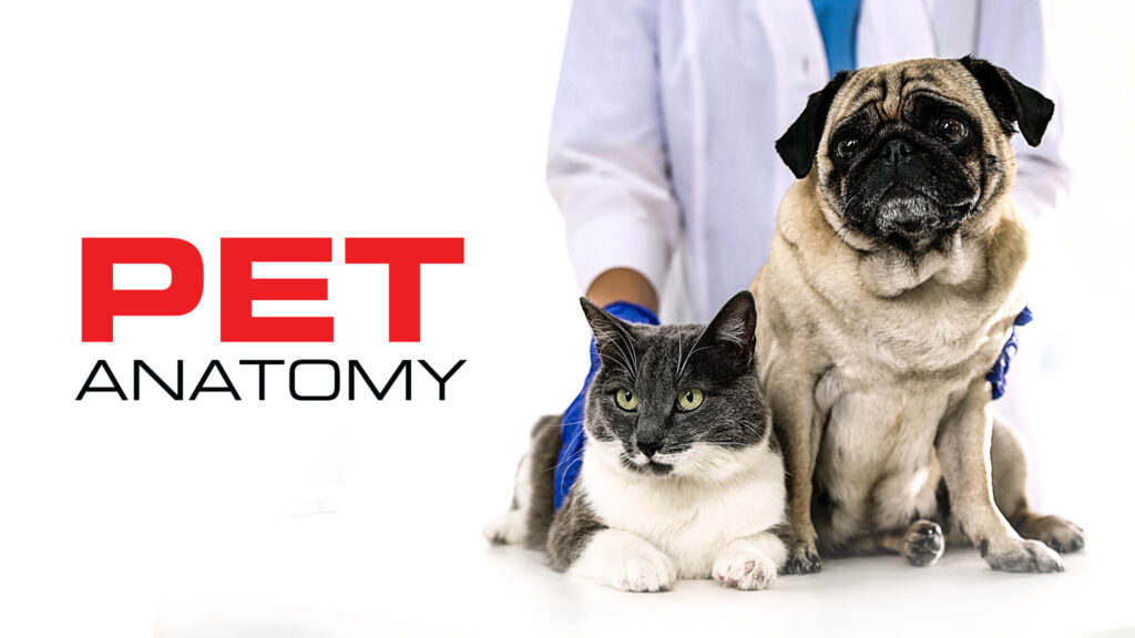 PET ANATOMY FOTO